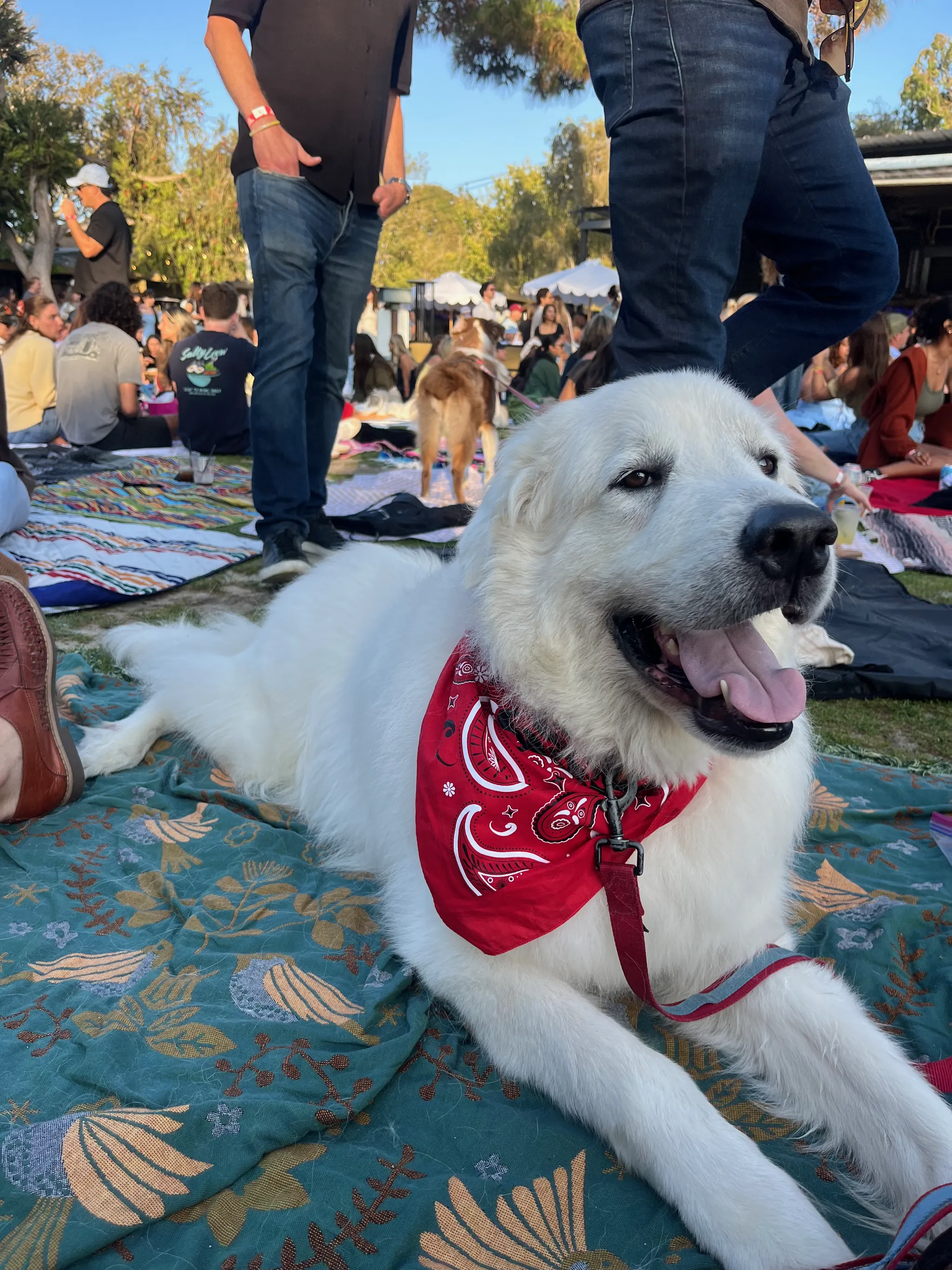 Zeus the Great Pyrenees at Penmar at sunset