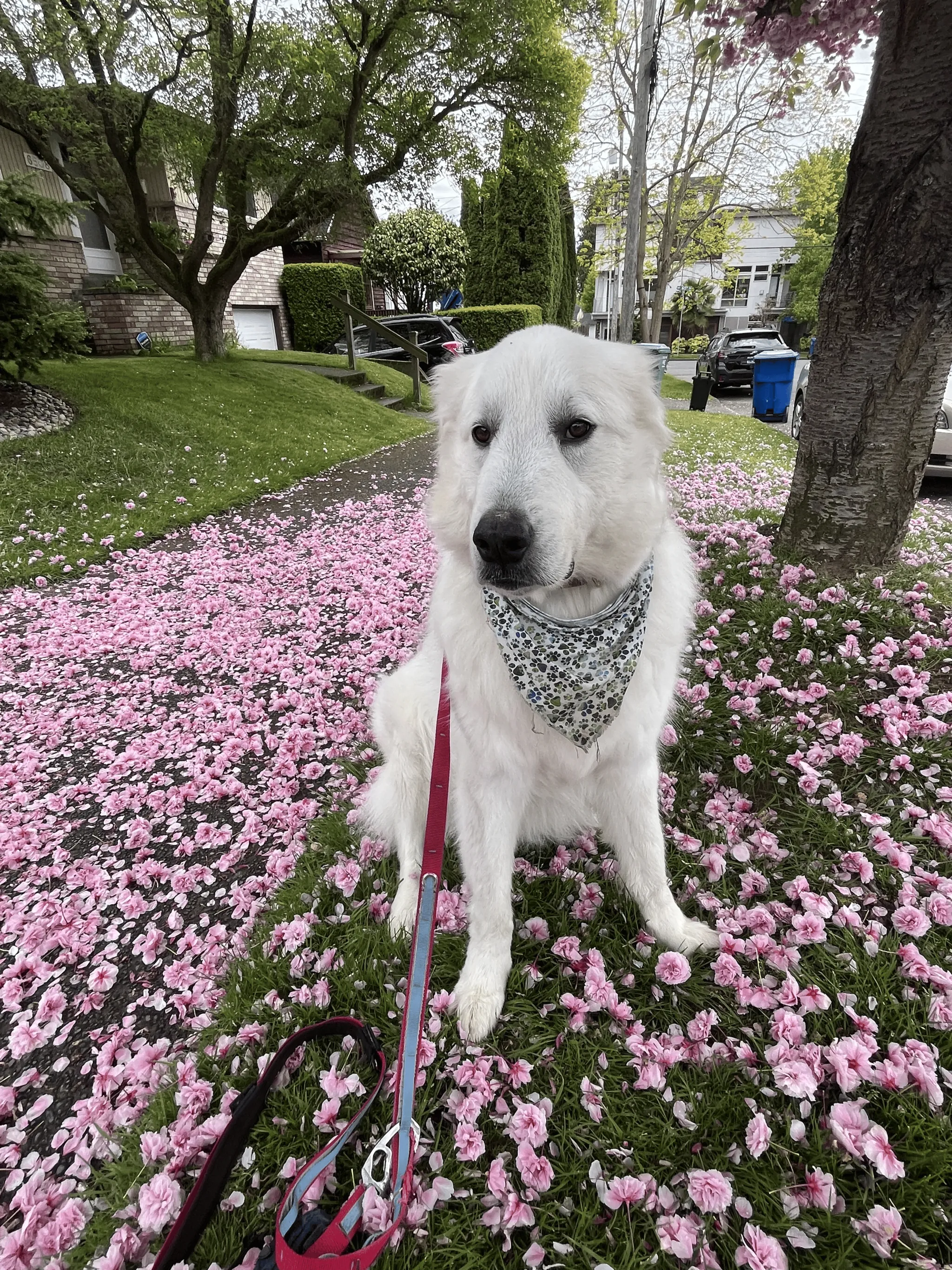 Zeus, Aidan's Great Pyrenees, among cherry blossoms