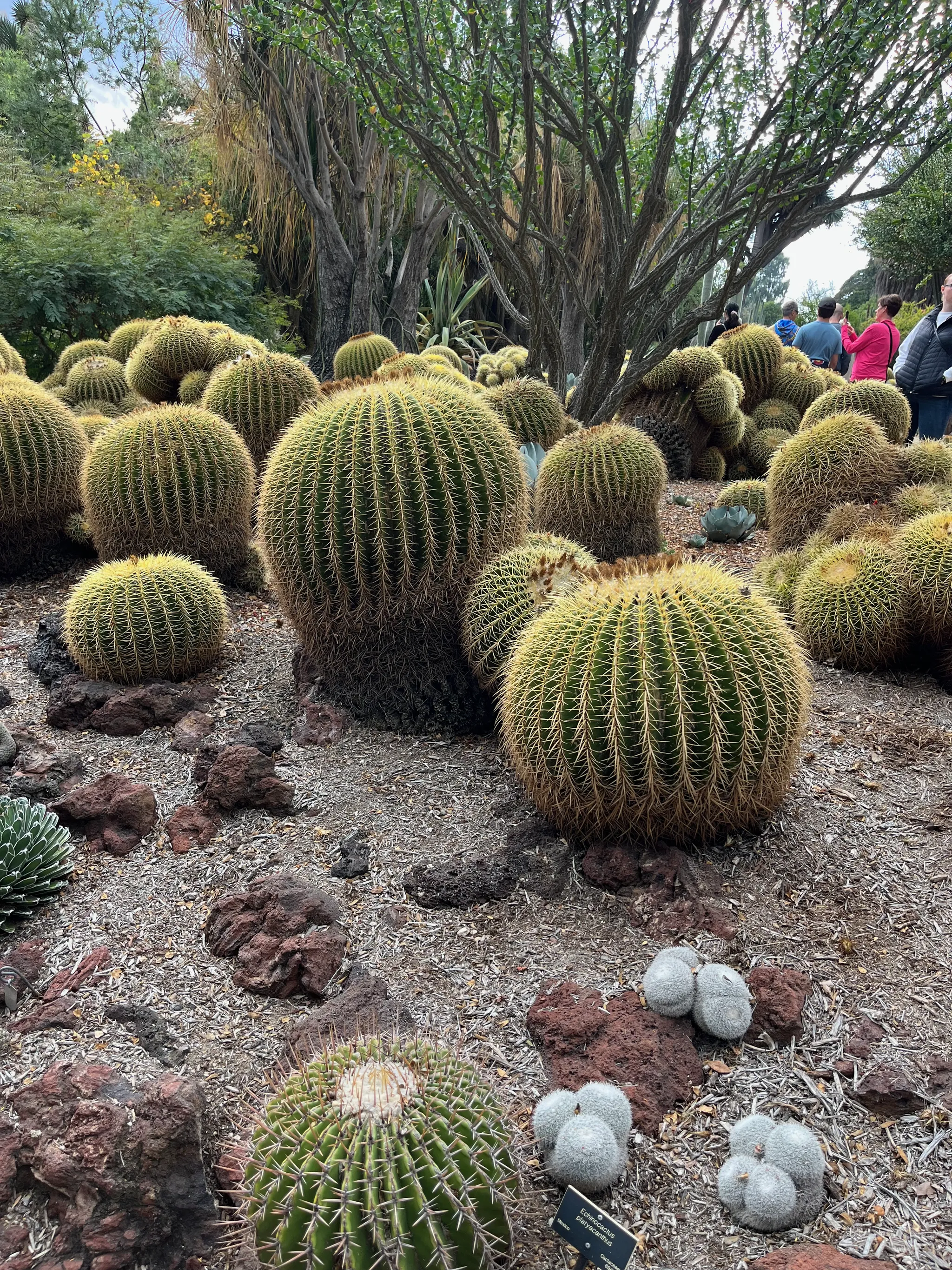Cacti at the Huntington Botanical Gardens