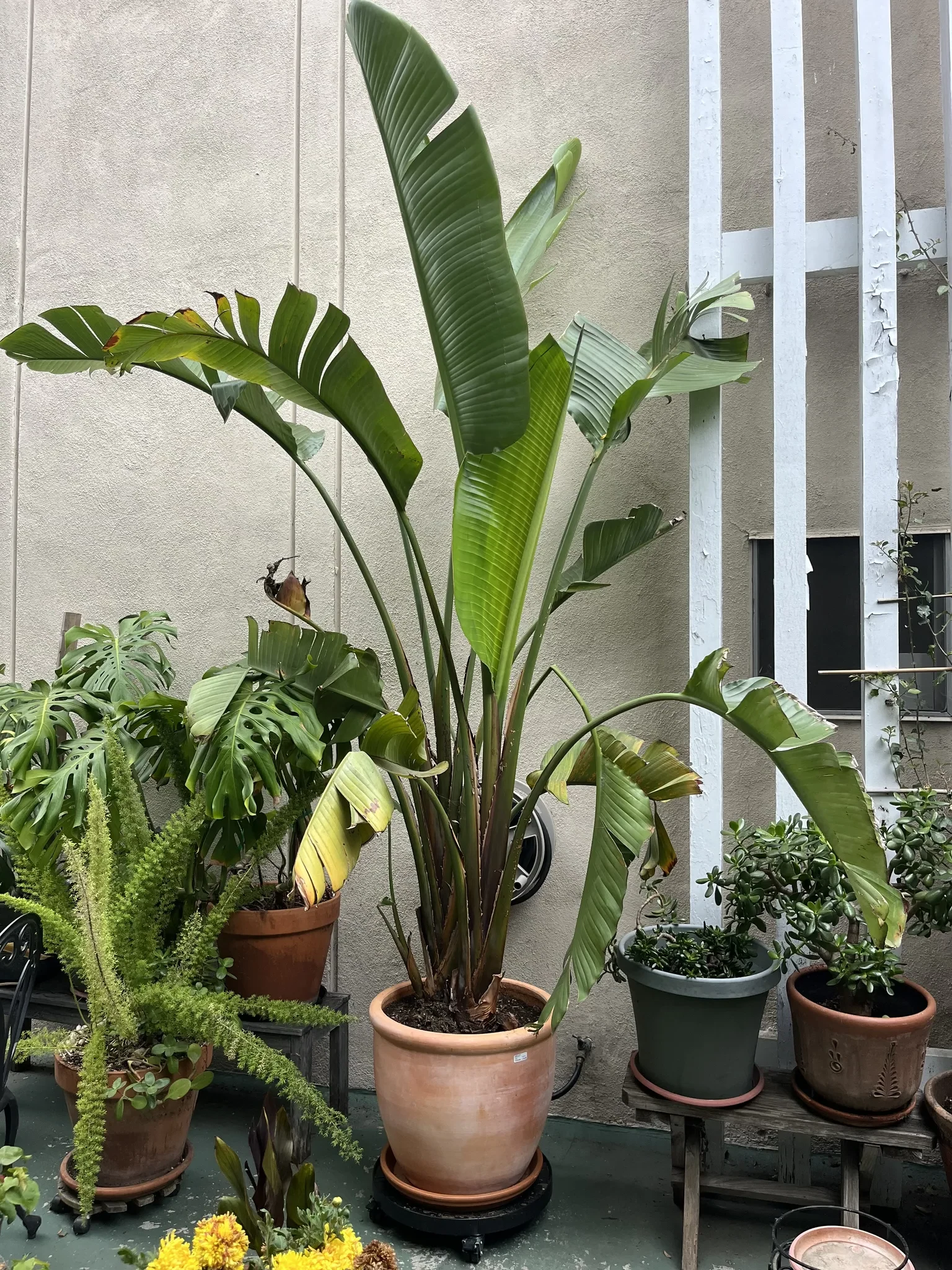Bird of paradise plant